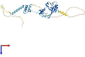 FRA10AC1 Protein (AA 1-315) (His tag)
