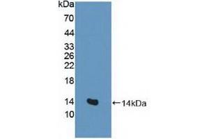 Detection of Recombinant EAAT3, Human using Polyclonal Antibody to Excitatory Amino Acid Transporter 3 (EAAT3) (SLC1A1 Antikörper  (AA 115-209))