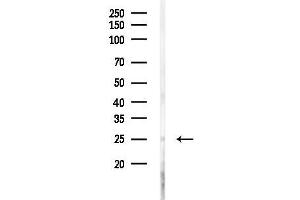 anti-Cellular Repressor of E1A-Stimulated Genes 1 (CREG1) (C-Term) antibody