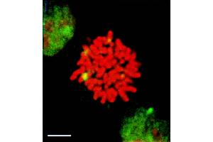 HSF1 (10H8), HeLa cells mitosis (HSF1 Antikörper  (AA 378-395))