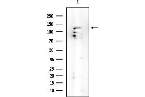 anti-ELKS/RAB6-Interacting/CAST Family Member 2 (ERC2) antibody