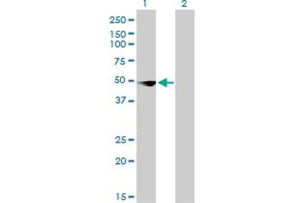 CSDA antibody  (AA 241-330)