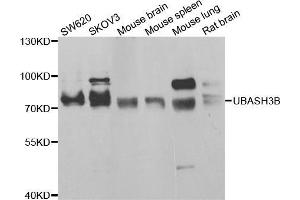 Western blot analysis of extracts of various cell lines, using UBASH3B antibody (ABIN5974296) at 1/1000 dilution. (UBASH3B Antikörper)