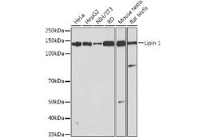 Western blot analysis of extracts of various cell lines, using Lipin 1 Rabbit mAb (ABIN7268281) at 1:1000 dilution. (Lipin 1 Antikörper)