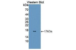 Western Blotting (WB) image for anti-Regenerating Islet-Derived 3 alpha (REG3A) (AA 25-142) antibody (ABIN1863090)