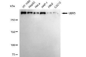Western blotting analysis using UBR5 antibody (ABIN7800719).