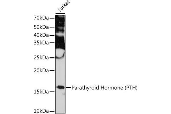 PTH Antikörper