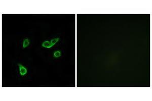 Immunofluorescence analysis of A549 cells, using GPR35 antibody. (GPR35 Antikörper  (Internal Region))