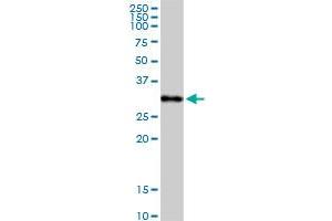 C1QA MaxPab rabbit polyclonal antibody. (C1QA Antikörper  (AA 1-245))