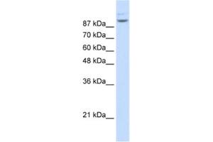 Western Blotting (WB) image for anti-Matrin 3 (MATR3) antibody (ABIN2462282) (MATR3 Antikörper)