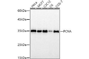 Western blot analysis of extracts of various cell lines, using PCNA antibody (ABIN6133630, ABIN6139020, ABIN6139022 and ABIN7101400) at 1:1000 dilution. (PCNA Antikörper)