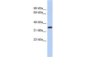 Western Blotting (WB) image for anti-Kruppel-Like Factor 6 (KLF6) antibody (ABIN2458157) (KLF6 Antikörper)