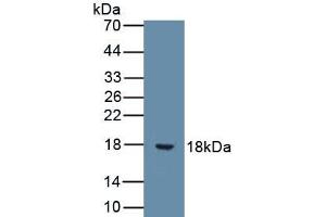 Detection of Recombinant IL9, Human using Monoclonal Antibody to Interleukin 9 (IL9) (IL-9 Antikörper  (AA 19-144))