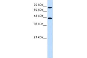Western Blotting (WB) image for anti-Nuclear Receptor Subfamily 4, Group A, Member 2 (NR4A2) antibody (ABIN2460549)