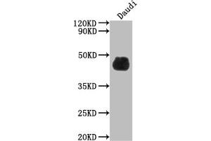 Western Blot Positive WB detected in: Daudi whole cell lysate All lanes: CD48 antibody at 1:2000 Secondary Goat polyclonal to rabbit IgG at 1/50000 dilution Predicted band size: 28, 20 kDa Observed band size: 45 kDa (Rekombinanter CD48 Antikörper)