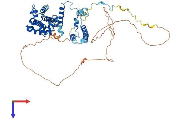FAM98A Protein (AA 1-515) (His tag)