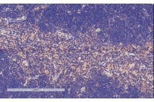 ABIN334506 (4µg/ml) staining of paraffin embedded Mouse Thymus. (TFEC Antikörper  (Internal Region))