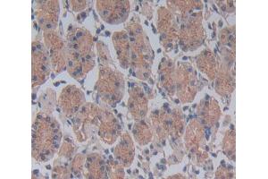 Used in DAB staining on fromalin fixed paraffin- embedded Kidney tissue (CDC23 Antikörper  (AA 366-597))