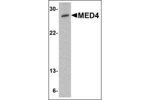 Western blot analysis of MED4 in human testis tissue lysate with this product at 0. (MED4 Antikörper  (C-Term))