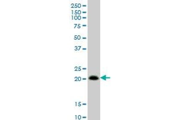 RHOC antibody  (AA 1-193)