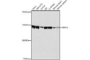 Western blot analysis of extracts of various cell lines, using SMC3 Rabbit mAb (ABIN7270616) at 1:1000 dilution.