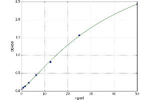 Fascin (FSCN1) ELISA Kit