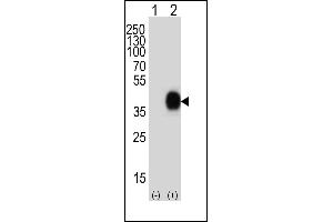 Western blot analysis of lysate from 293T cell line, using CD38 Antibody at 1:1000. (CD38 Antikörper  (C-Term))