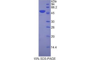 SDS-PAGE analysis of Mouse LEFTY1 Protein. (LEFTY1 Protein)