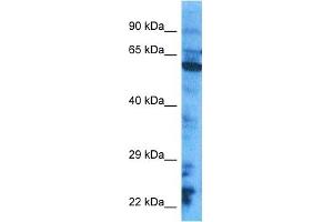 Host:  Rabbit  Target Name:  CY24B  Sample Tissue:  HepG2 Whole Cell lysates  Antibody Dilution:  1. (CYBB Antikörper  (C-Term))