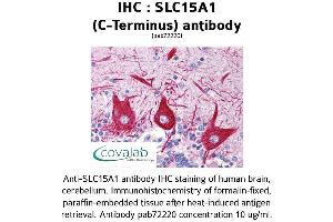 Image no. 1 for anti-Solute Carrier Family 15 (Oligopeptide Transporter), Member 1 (SLC15A1) antibody (ABIN1739331) (SLC15A1 Antikörper)
