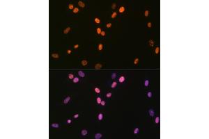 Immunofluorescence (IF) image for anti-ATP-Dependent RNA Helicase A (DHX9) antibody (ABIN7265747)