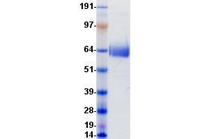 Validation with Western Blot (CD1b Protein (CD1B) (Fc Tag))