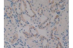 IHC-P analysis of Rat Kidney Tissue, with DAB staining. (PLAU Antikörper  (AA 17-432))