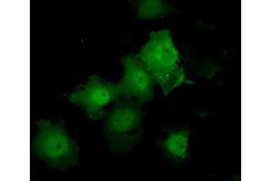 Image no. 7 for anti-Tubulin tyrosine Ligase-Like Family, Member 12 (TTLL12) antibody (ABIN1499035) (TTLL12 Antikörper)