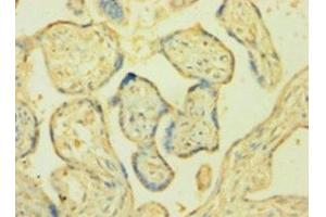 Immunohistochemistry of paraffin-embedded human placenta tissue using ABIN7161023 at dilution of 1:100 (POR Antikörper  (AA 2-671))