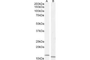 Western Blotting (WB) image for anti-Ionized Calcium-binding Adapter Molecule 1 (IBA1) (C-Term) antibody (ABIN184738)