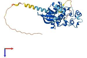 CDKL4 Protein (AA 1-342) (His tag)
