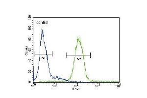 Flow cytometric analysis of HepG2 cells (right histogram) compared to a negative control cell (left histogram). (Ceruloplasmin Antikörper  (AA 547-577))