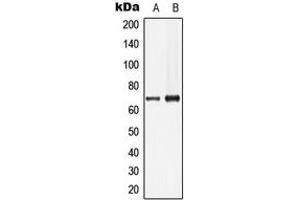 Western blot analysis of Lamin B1 expression in HeLa (A), HepG2 (B) whole cell lysates. (Lamin B1 Antikörper  (N-Term))