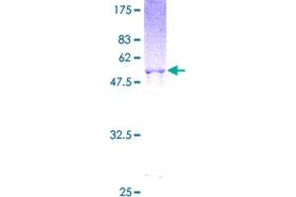 MRRF Protein (AA 1-262) (GST tag)