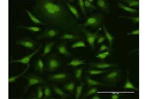 Immunofluorescence of purified MaxPab antibody to UBA7 on HeLa cell. (UBA7 Antikörper  (AA 1-1012))