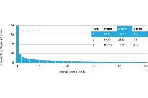 Analysis of Protein Array containing more than 19,000 full-length human proteins using CD80 Mouse Monoclonal Antibody (C80/2723) Z- and S- Score: The Z-score represents the strength of a signal that a monoclonal antibody (MAb) (in combination with a fluorescently-tagged anti-IgG secondary antibody) produces when binding to a particular protein on the HuProtTM array. (CD80 Antikörper  (AA 35-142))