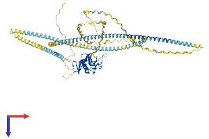 COLEC12 Protein (AA 1-742) (His tag)