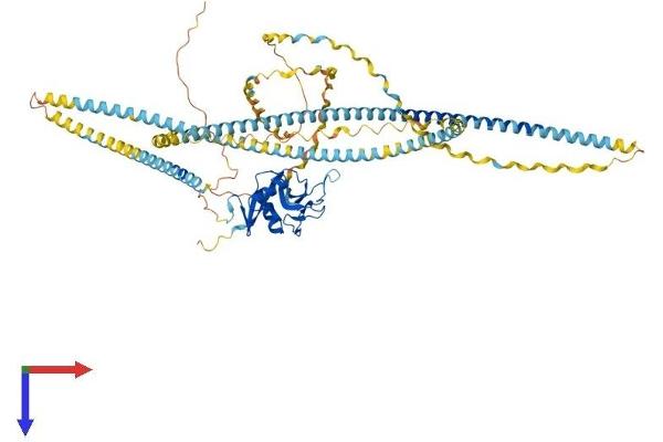 COLEC12 Protein (AA 1-742) (His tag)