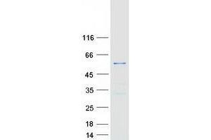 TTC19 Protein (Myc-DYKDDDDK Tag)