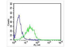 Overlay histogram showing Jurkat cells stained with (ABIN652569 and ABIN2842382) (green line). (KLRC1 Antikörper  (C-Term))