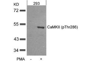 Western blot analysis of extracts from 293 cells untreated or treated with PMA using CaMKII(Phospho-Thr286) Antibody. (CAMK2A Antikörper  (pThr286))