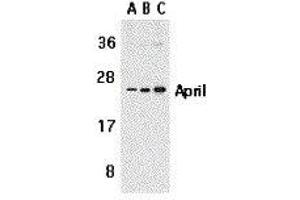 Western Blotting (WB) image for anti-Tumor Necrosis Factor (Ligand) Superfamily, Member 13 (TNFSF13) antibody (ABIN2479513) (TNFSF13 Antikörper)