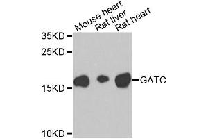 Western blot analysis of extracts of various cell lines, using GATC antibody.