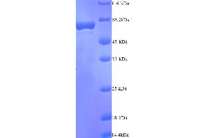 SDS-PAGE (SDS) image for Indoleamine 2,3-Dioxygenase 2 (IDO2) (AA 1-407), (full length) protein (His tag) (ABIN5713522) (IDO2 Protein (AA 1-407, full length) (His tag))